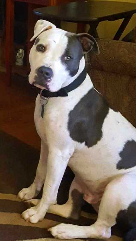 Tucker  *URGT* NEEDS IMMED FOSTER HOME, an adopted American Staffordshire Terrier & Pit Bull Terrier Mix in Middle Island, NY_image-1
