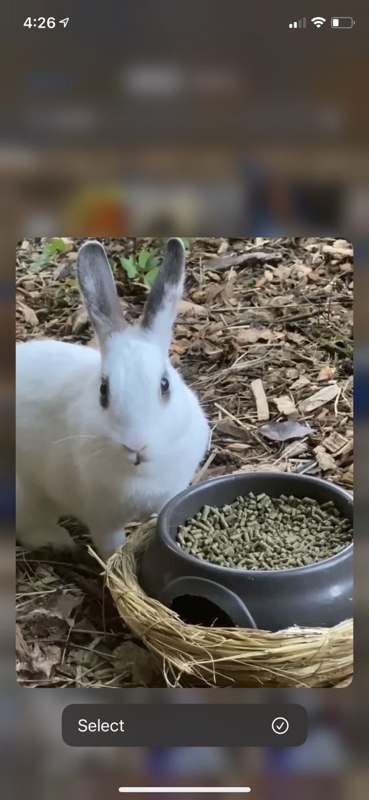 Rabbit 4