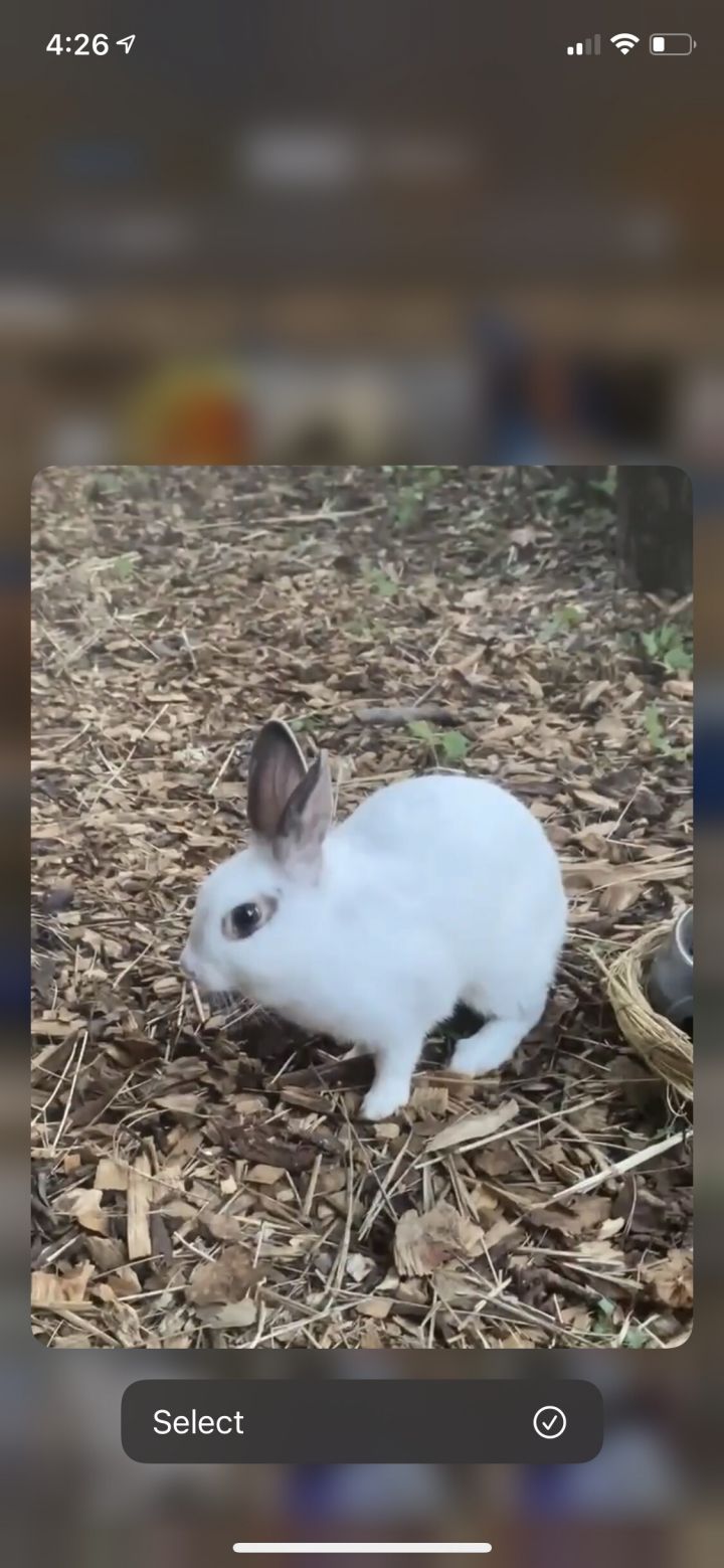 Rabbit 5