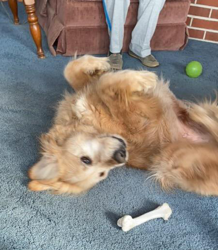 Dog For Adoption Mimi A Golden Retriever In Waterville Oh Petfinder