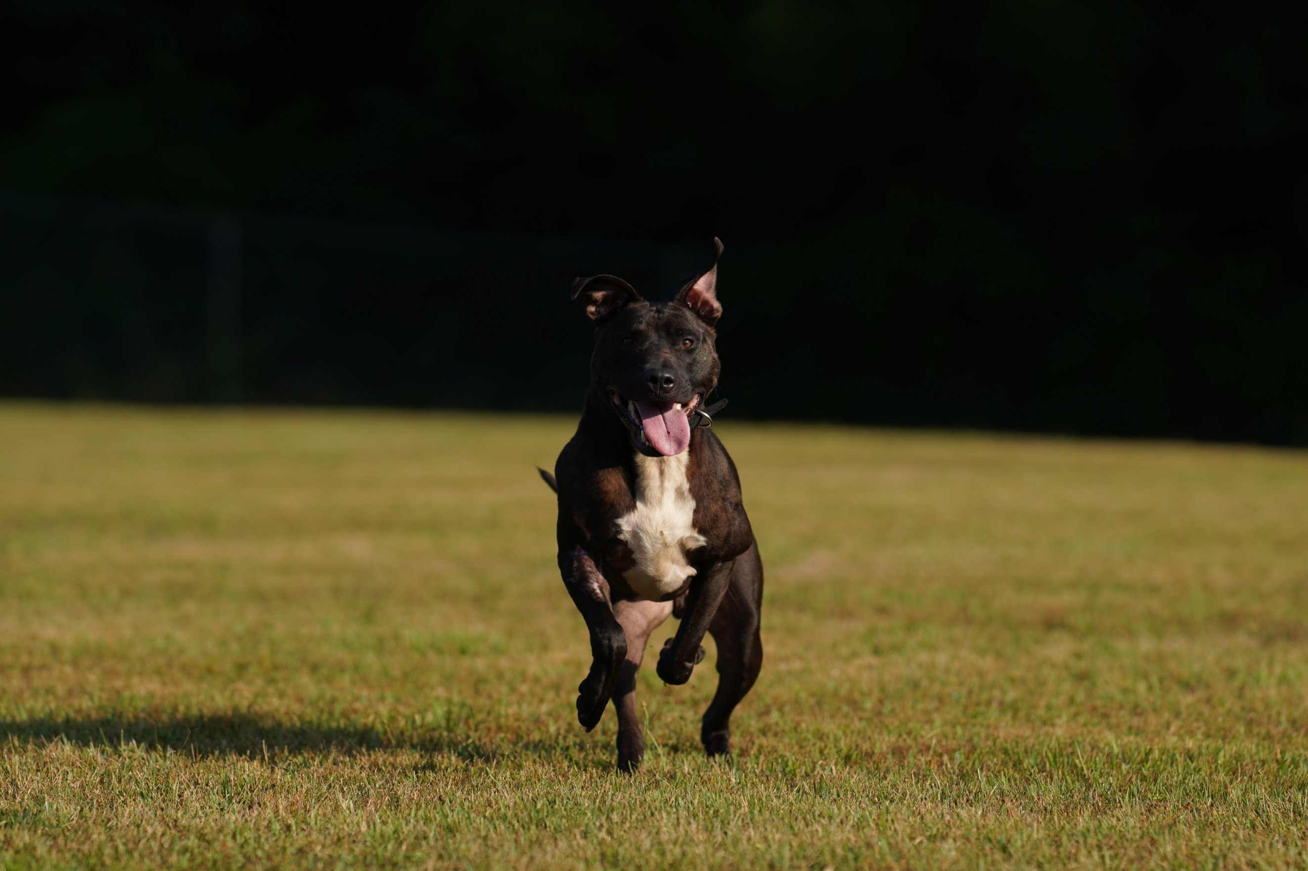 Alberto, an adoptable Pit Bull Terrier in Battle Creek, MI, 49016 | Photo Image 3