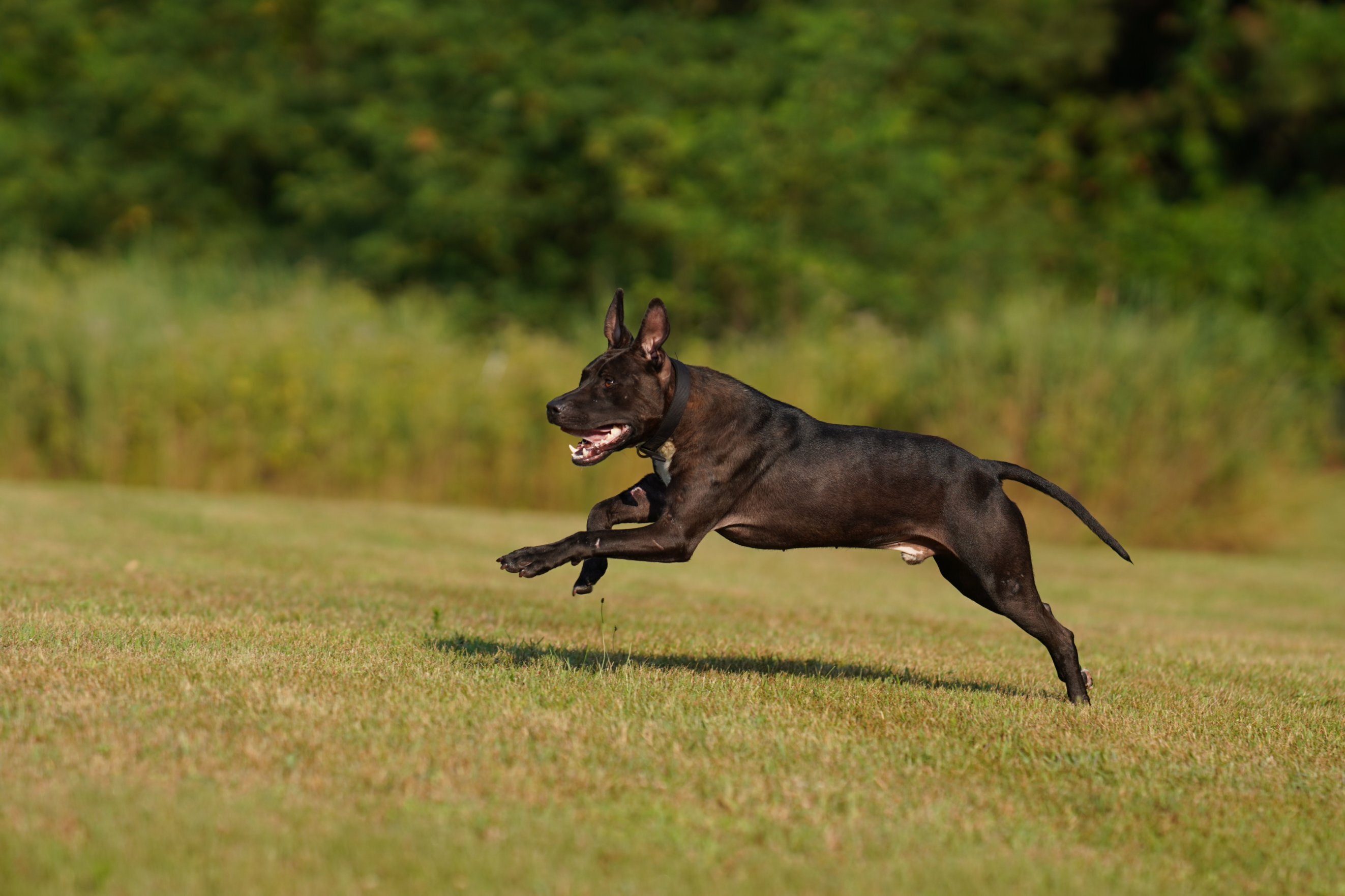 Alberto, an adoptable Pit Bull Terrier in Battle Creek, MI, 49016 | Photo Image 5