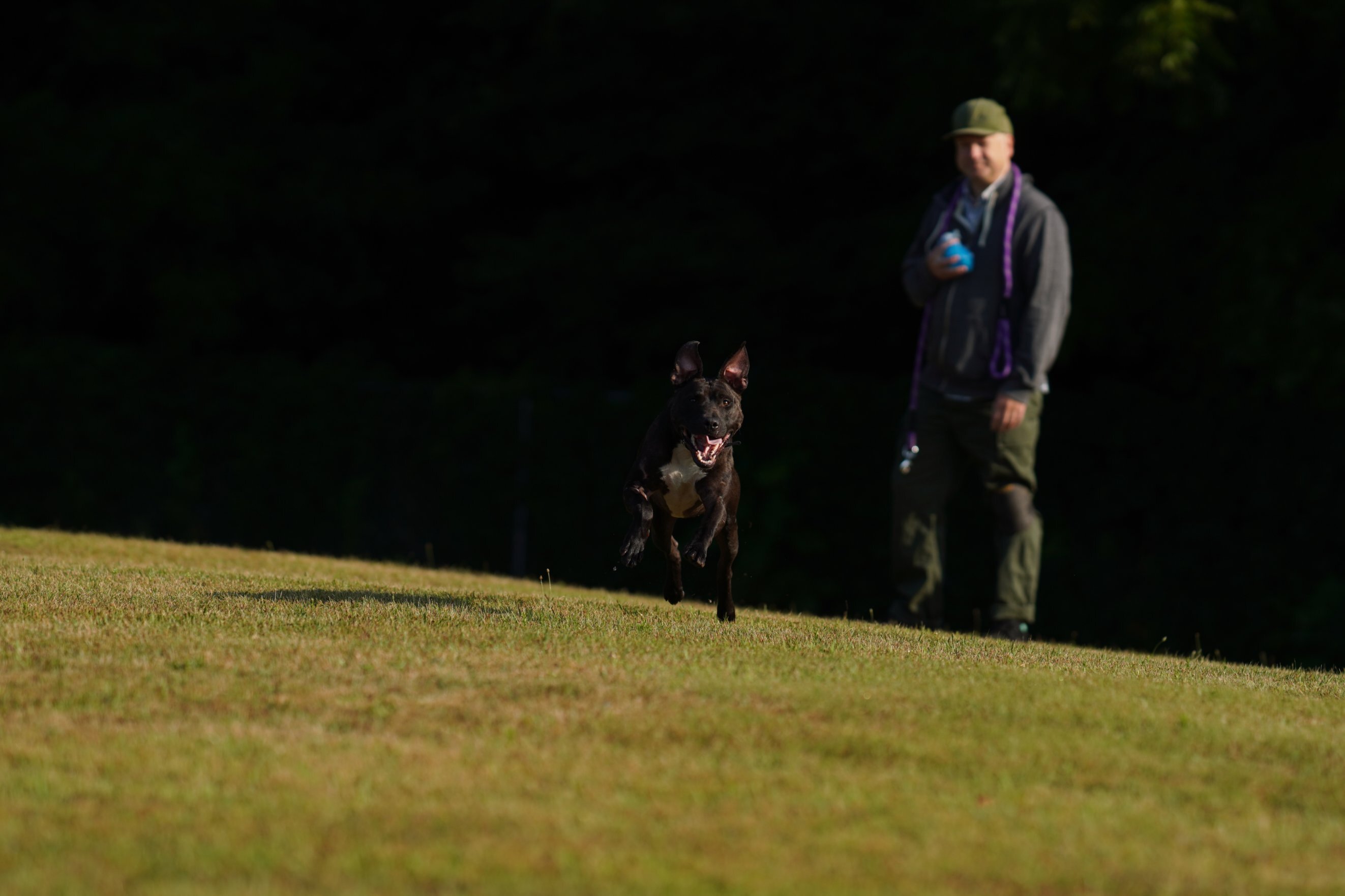 Alberto, an adoptable Pit Bull Terrier in Battle Creek, MI, 49016 | Photo Image 6