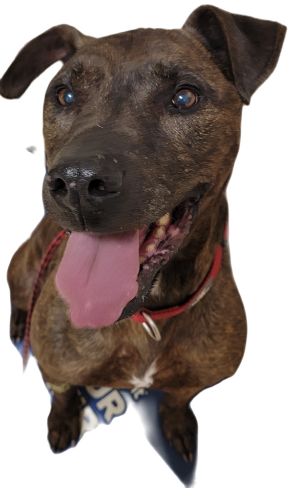 Snips, an adoptable American Staffordshire Terrier in Castle Rock, CO, 80104 | Photo Image 2