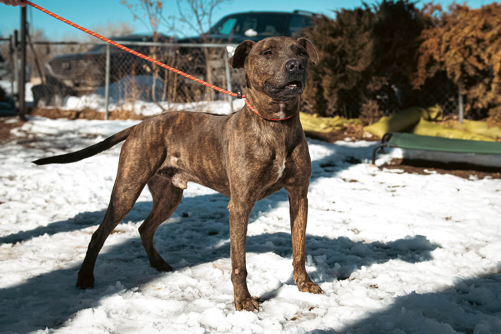 Snips, an adoptable American Staffordshire Terrier in Castle Rock, CO, 80104 | Photo Image 5
