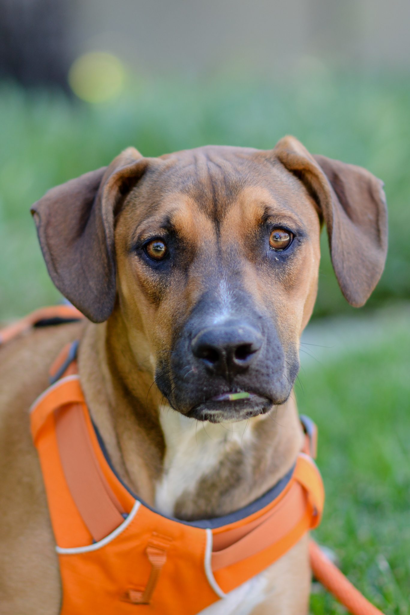 Amber, an adoptable Doberman Pinscher, Pit Bull Terrier in Knightsen, CA, 94548 | Photo Image 1