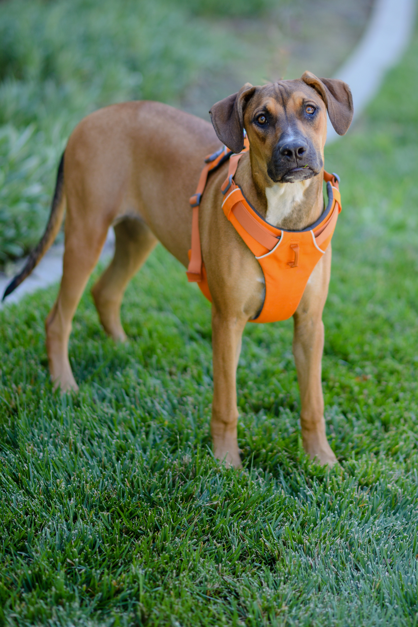 Amber, an adoptable Doberman Pinscher, Pit Bull Terrier in Knightsen, CA, 94548 | Photo Image 2