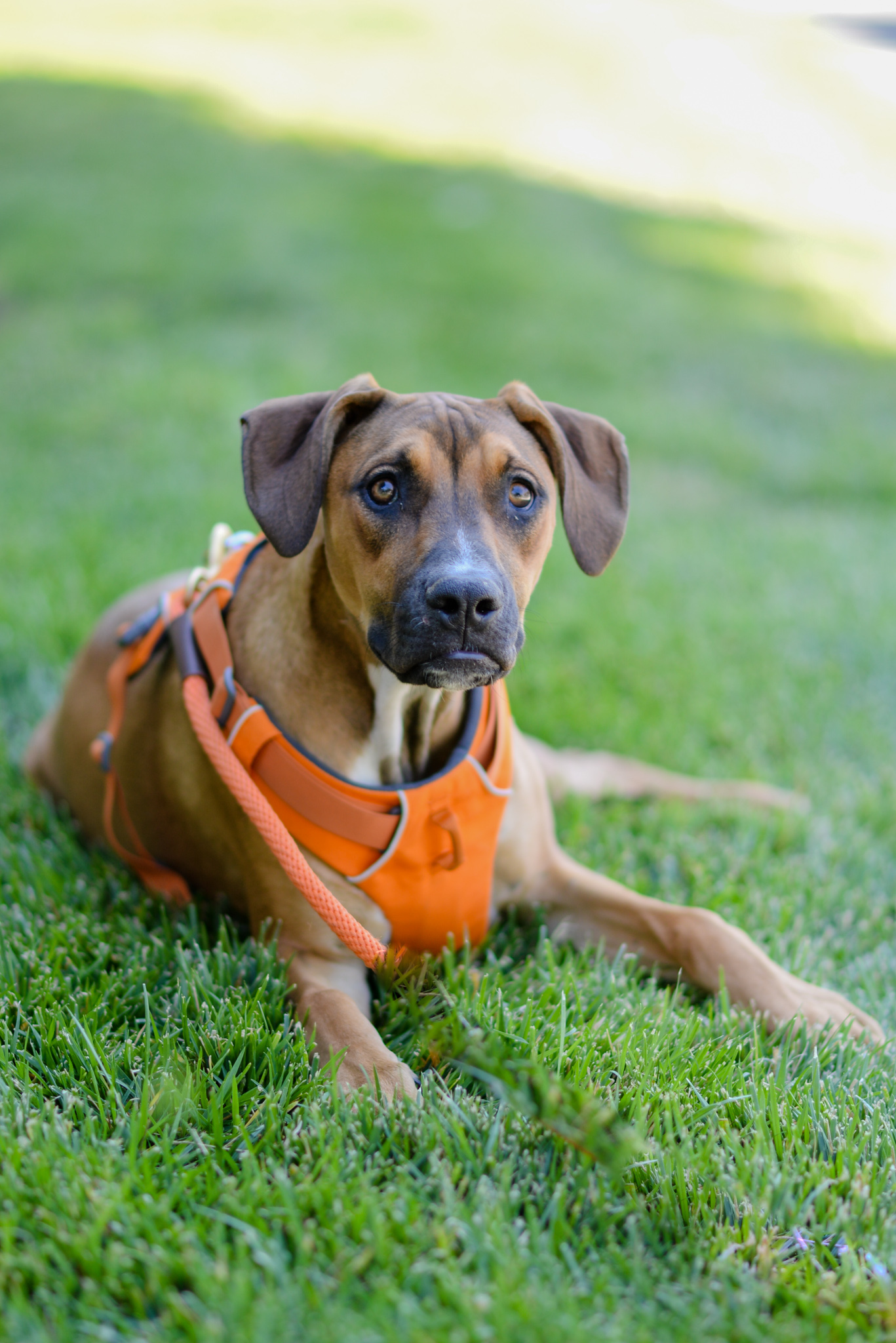 Amber, an adoptable Doberman Pinscher, Pit Bull Terrier in Knightsen, CA, 94548 | Photo Image 3