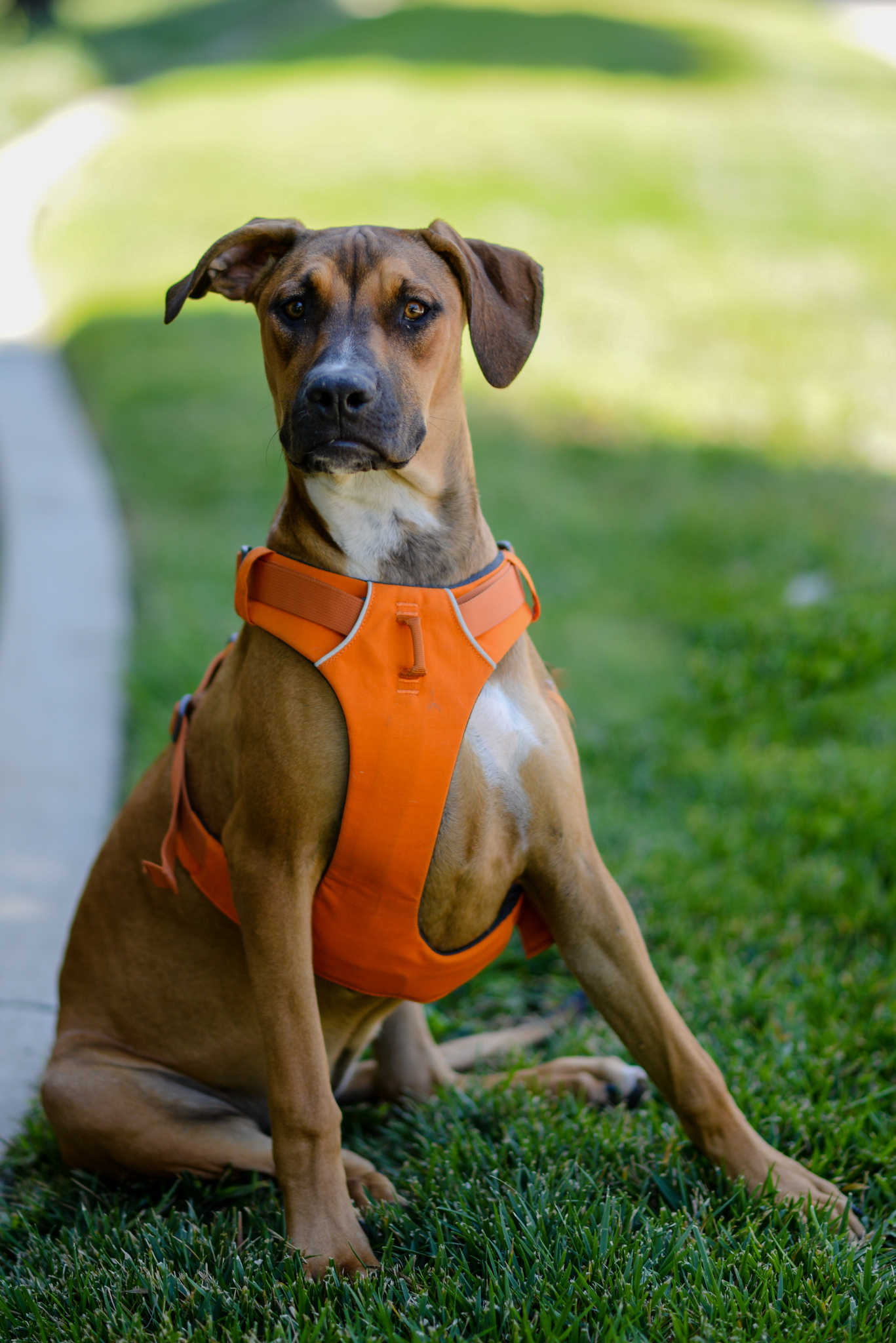Amber, an adoptable Doberman Pinscher, Pit Bull Terrier in Knightsen, CA, 94548 | Photo Image 4