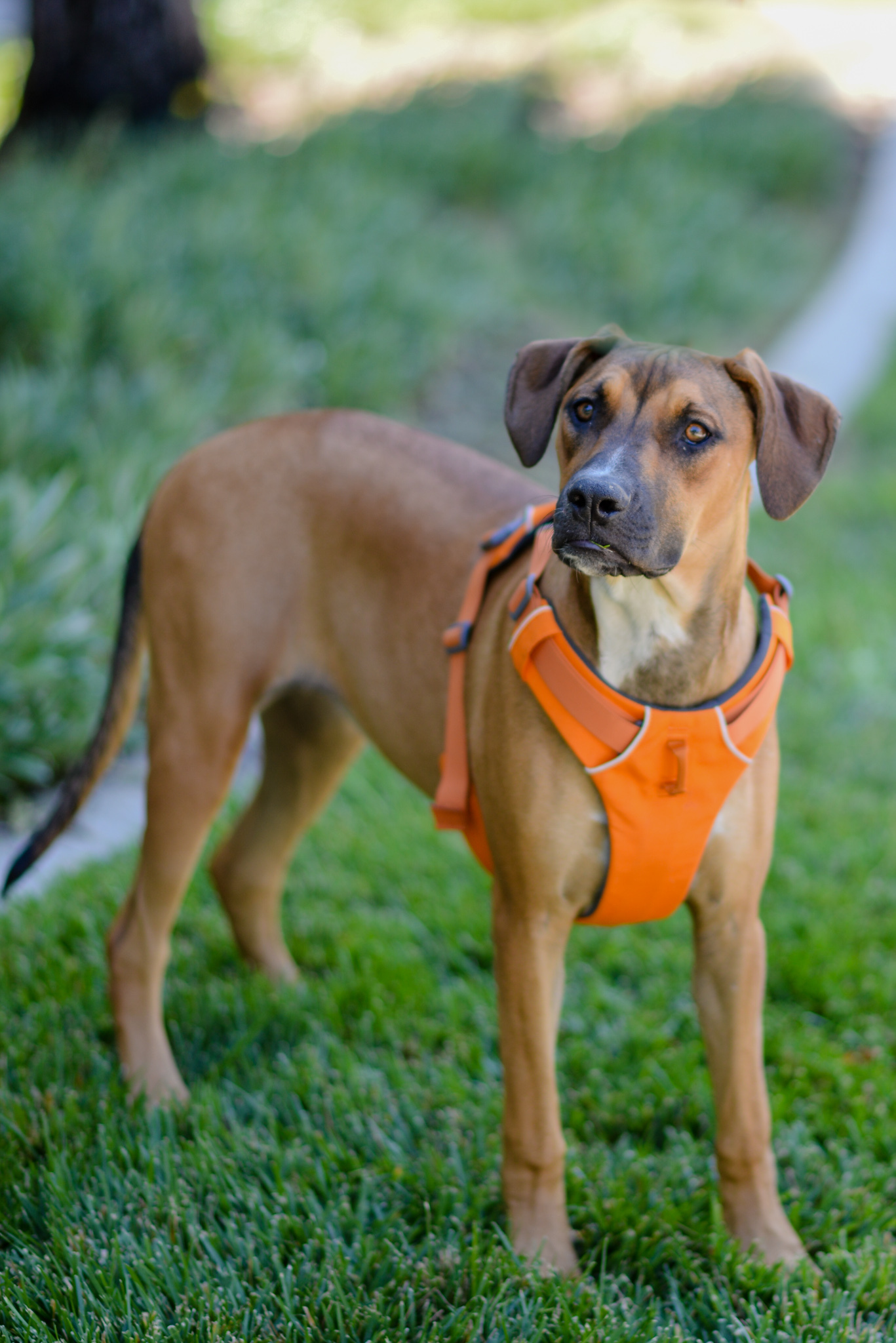 Amber, an adoptable Doberman Pinscher, Pit Bull Terrier in Knightsen, CA, 94548 | Photo Image 5