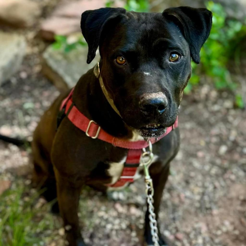 Mamba, an adoptable Staffordshire Bull Terrier, Australian Cattle Dog / Blue Heeler in Kanab, UT, 84741 | Photo Image 1