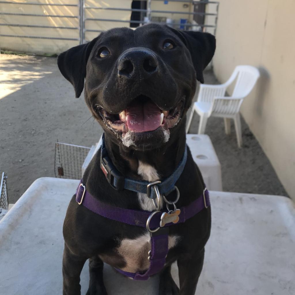 Mamba, an adoptable Staffordshire Bull Terrier, Australian Cattle Dog / Blue Heeler in Kanab, UT, 84741 | Photo Image 2