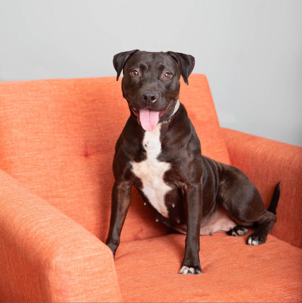 Mamba, an adoptable Staffordshire Bull Terrier, Australian Cattle Dog / Blue Heeler in Kanab, UT, 84741 | Photo Image 5