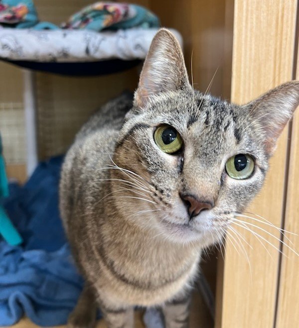 Barbie H, an adoptable Tabby in Plano, TX, 75026 | Photo Image 1