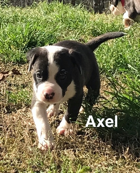 Axel 1