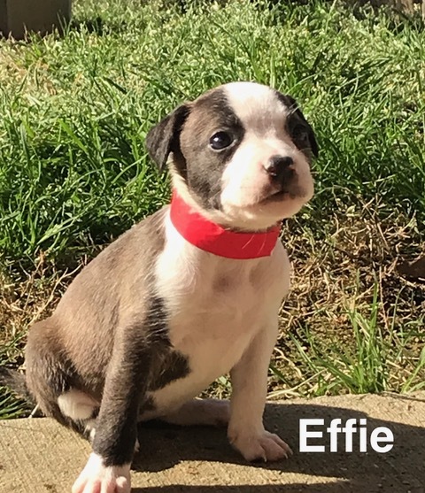 Effie 1