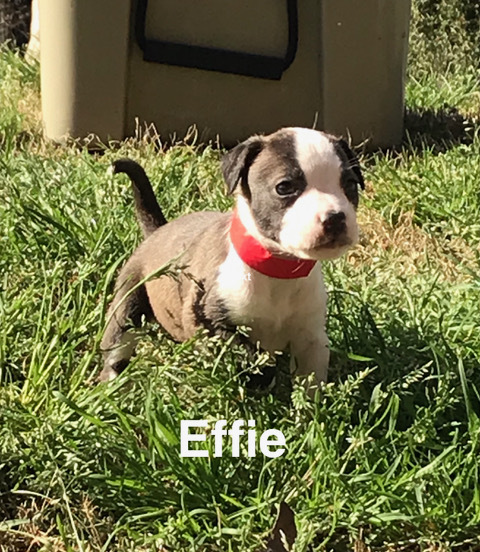 Effie 2