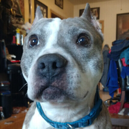Chato, an adoptable Pit Bull Terrier in Barrington Hills, IL, 60010 | Photo Image 2