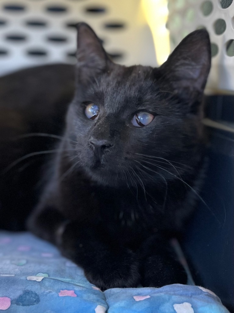 Moxie, an adoptable Domestic Short Hair in Oxnard, CA, 93035 | Photo Image 1