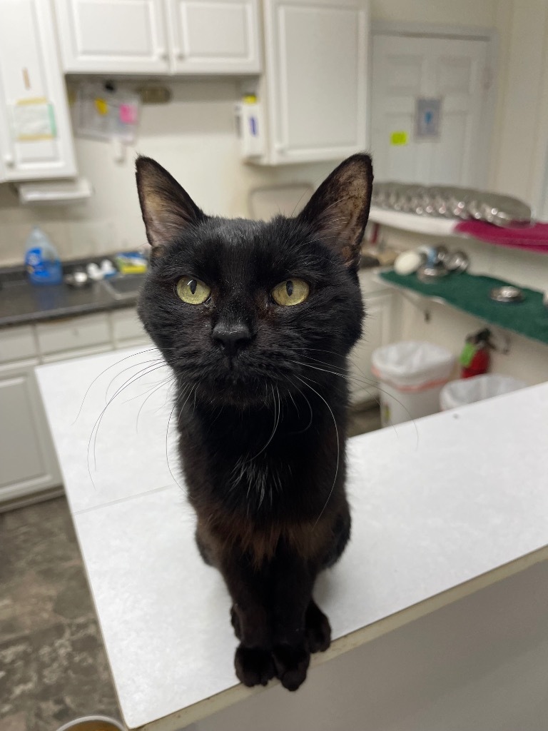 Kit Kat 2, an adoptable Domestic Short Hair in Bourbonnais, IL, 60914 | Photo Image 1