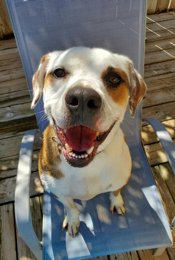 Hemi, an adoptable Hound in St. Augustine, FL, 32084 | Photo Image 1