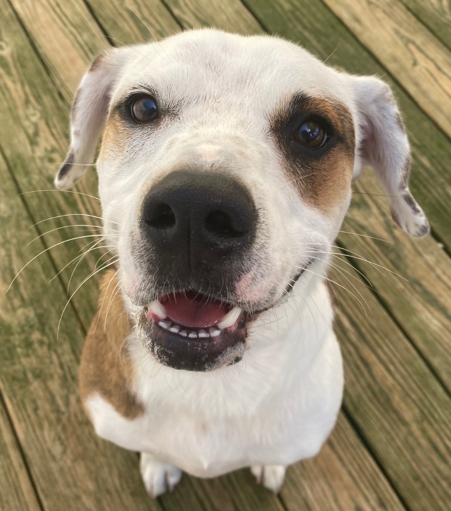 Hemi, an adoptable Hound in St. Augustine, FL, 32084 | Photo Image 2