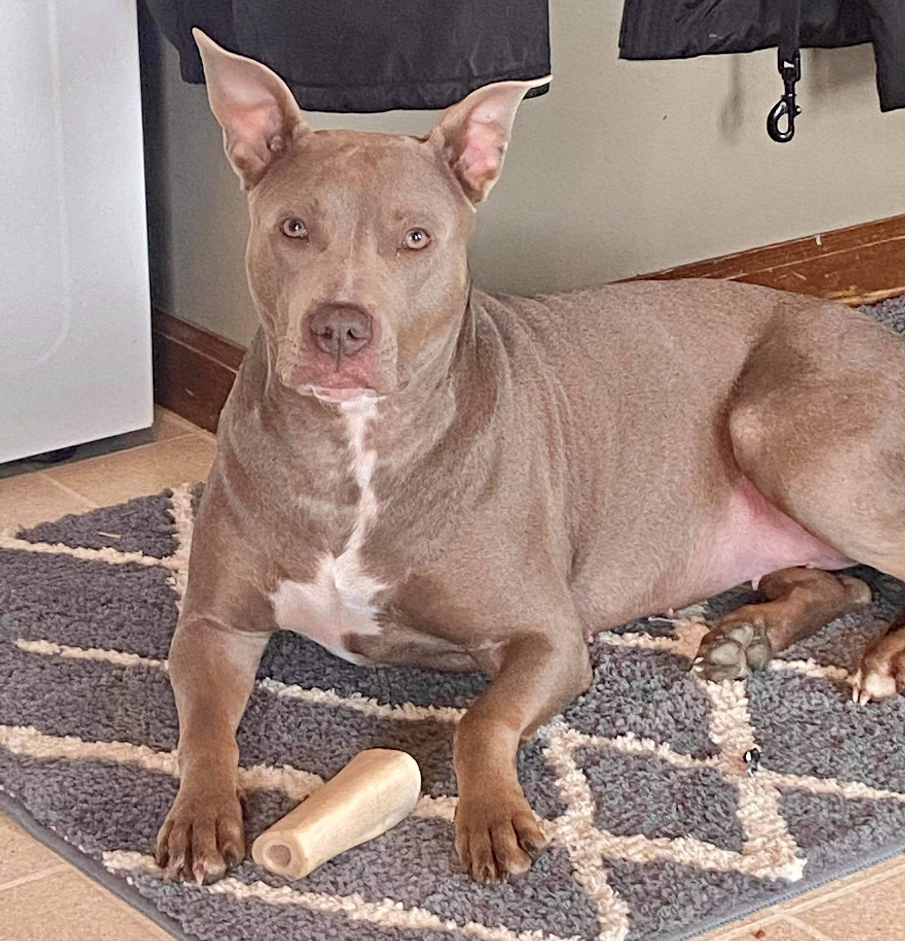 Dog for adoption Rya, a Pit Bull Terrier & Doberman Pinscher Mix in