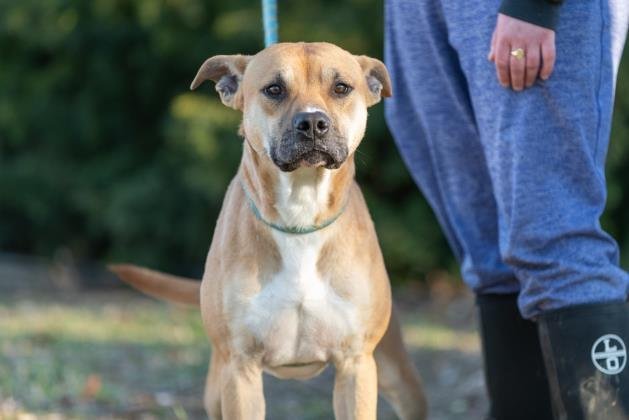 Danny, an adoptable Terrier in Terre Haute, IN, 47803 | Photo Image 3