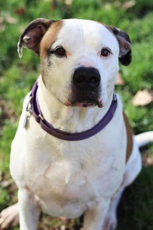 Dog for adoption - Loaf, a Pit Bull Terrier & Foxhound Mix in Shinnston ...