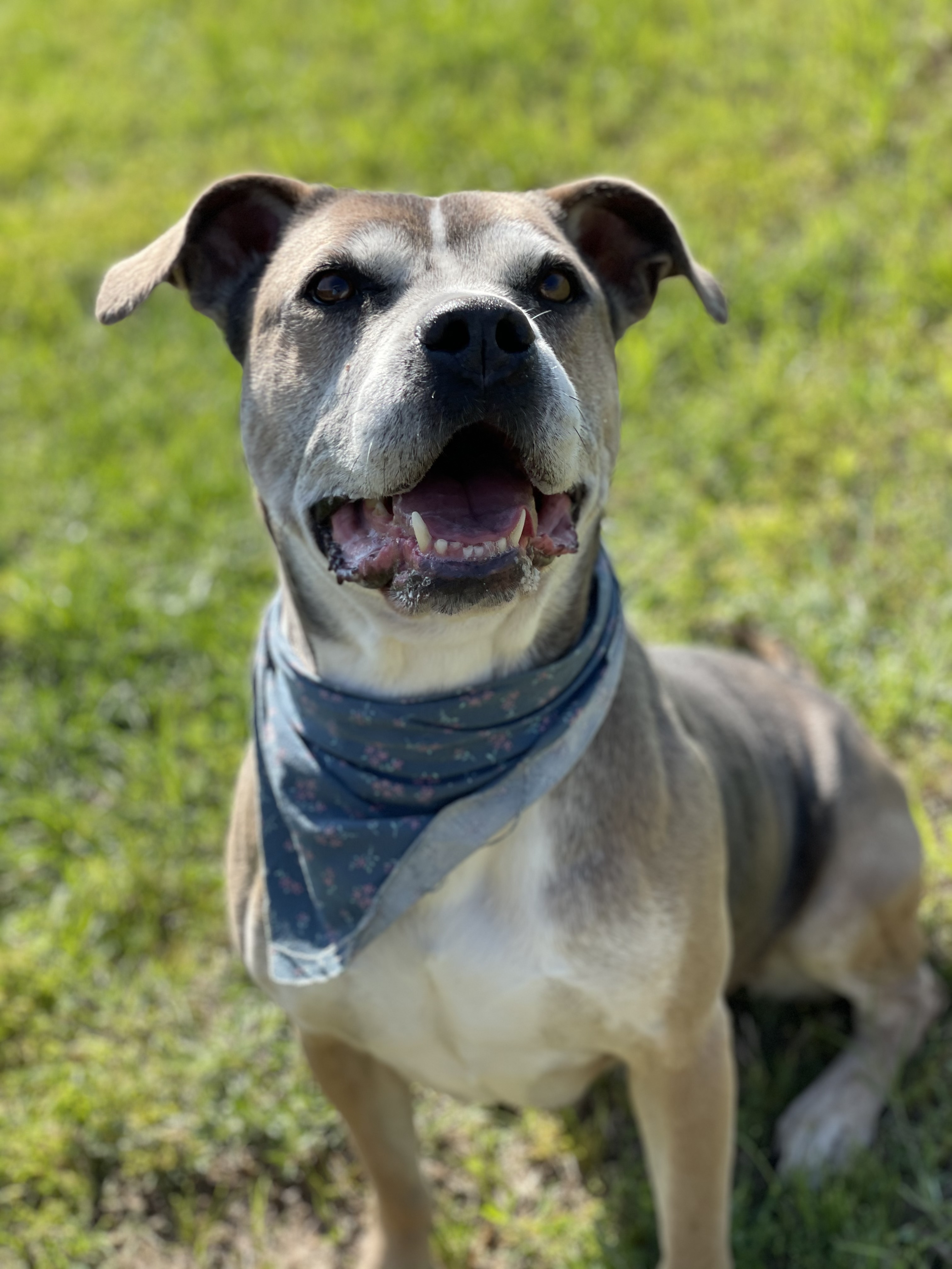 Soba, an adoptable American Bulldog, Mixed Breed in Bryan, TX, 77803 | Photo Image 1