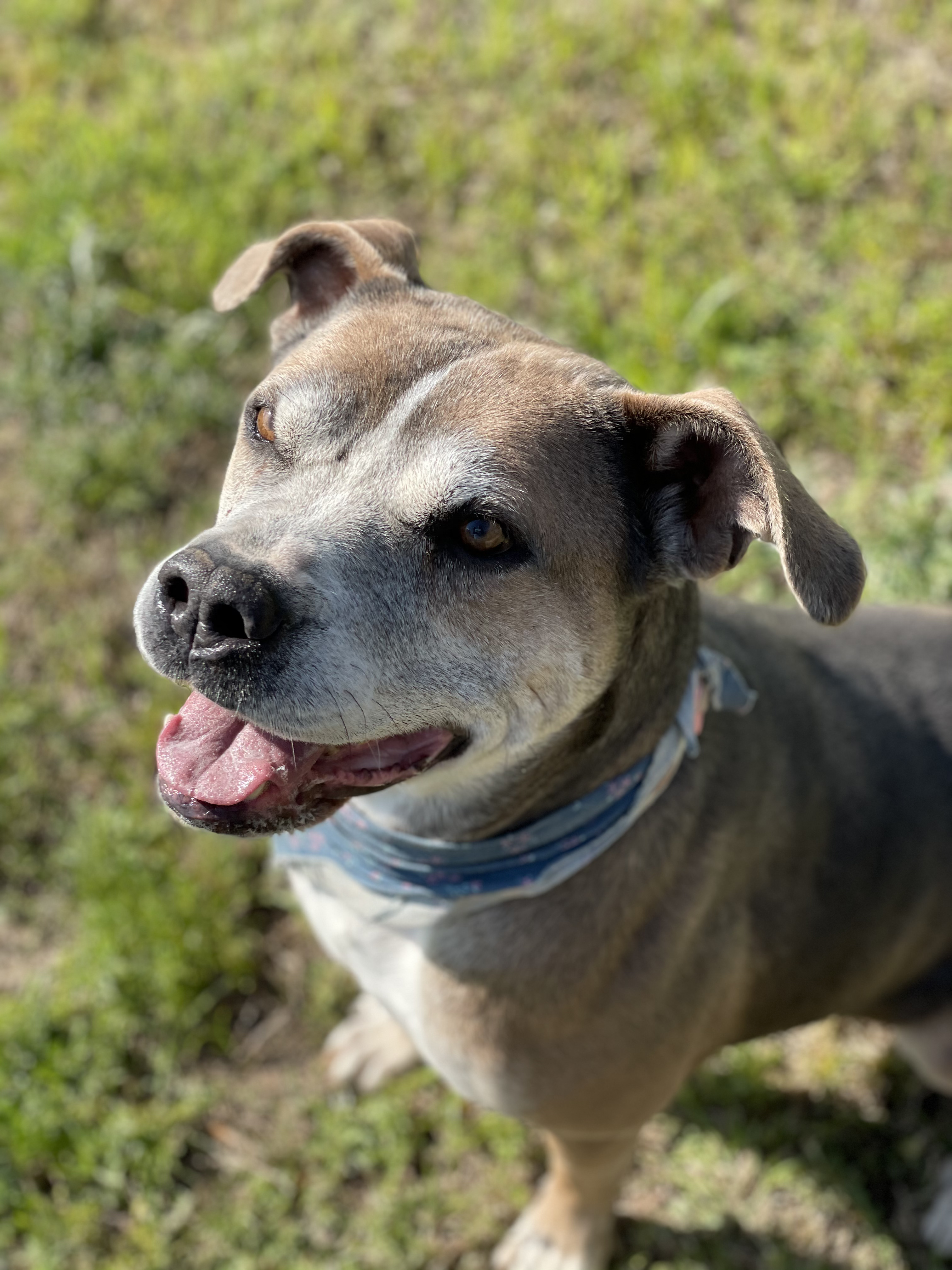Soba, an adoptable American Bulldog, Mixed Breed in Bryan, TX, 77803 | Photo Image 2