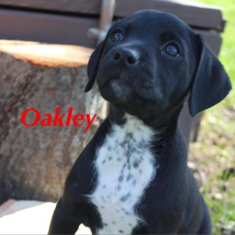 oakley acres labradors