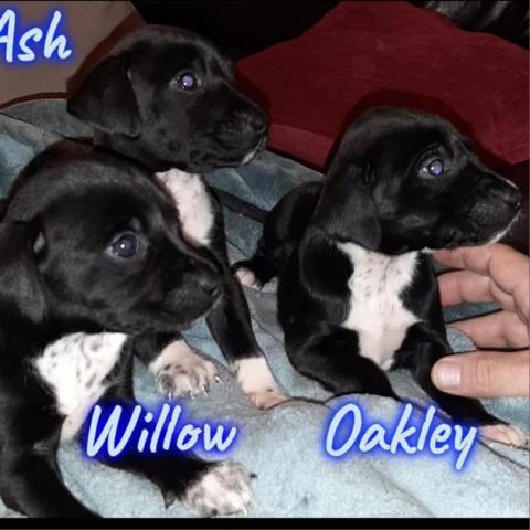 oakley acres labradors