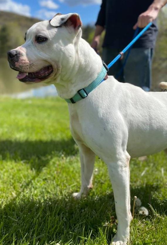 Malloy, an adoptable Pit Bull Terrier in Olean, NY, 14760 | Photo Image 3