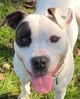 Malloy, an adoptable Pit Bull Terrier in Olean, NY, 14760 | Photo Image 1