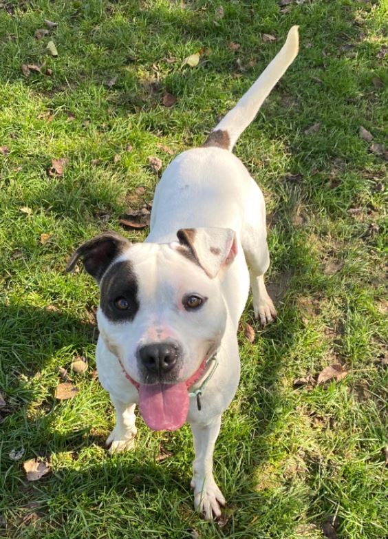 Dog for adoption - Malloy, a Pit Bull Terrier Mix in Olean, NY | Petfinder