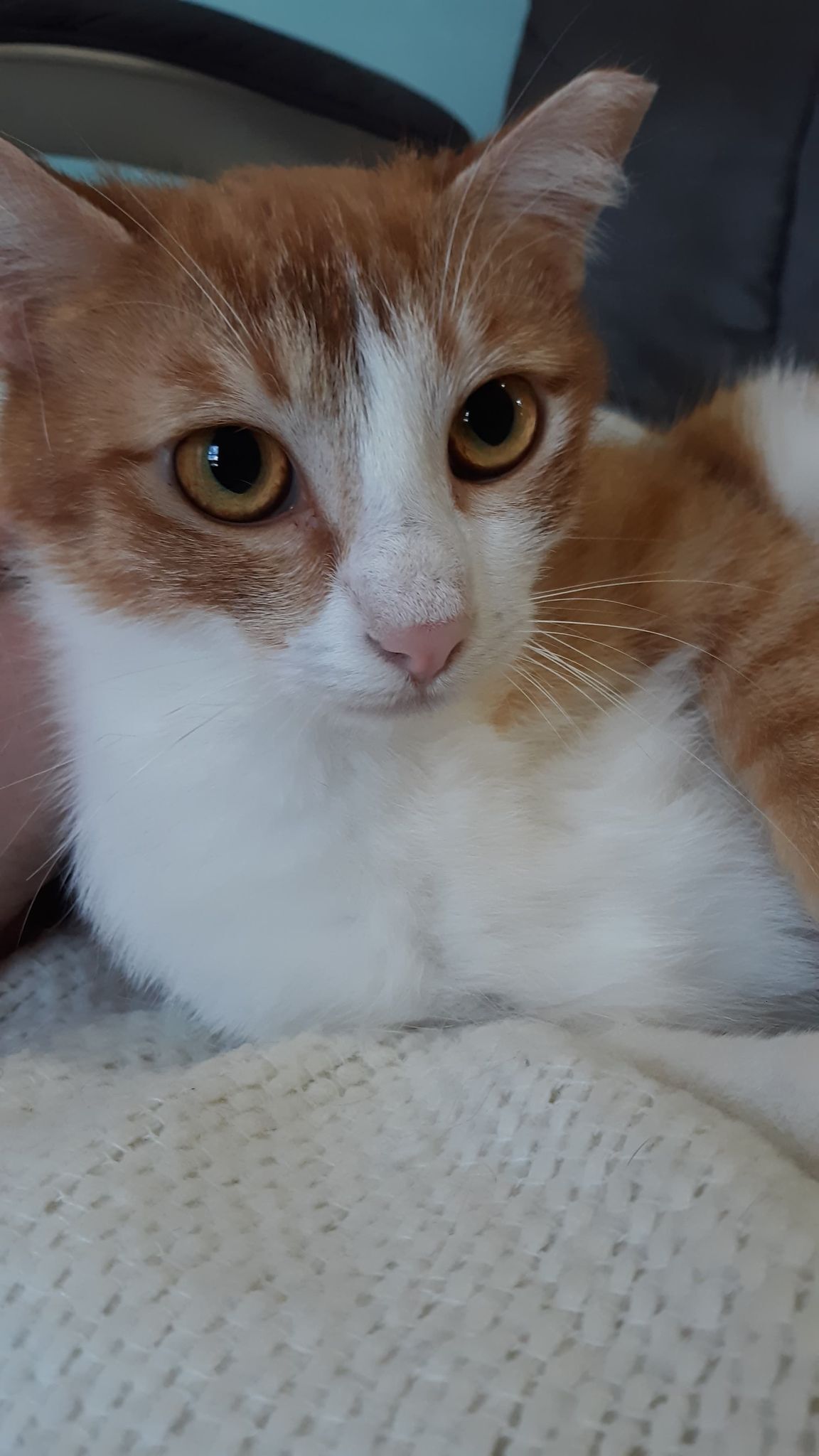 Fancy, an adoptable Domestic Medium Hair in Anoka, MN, 55303 | Photo Image 2