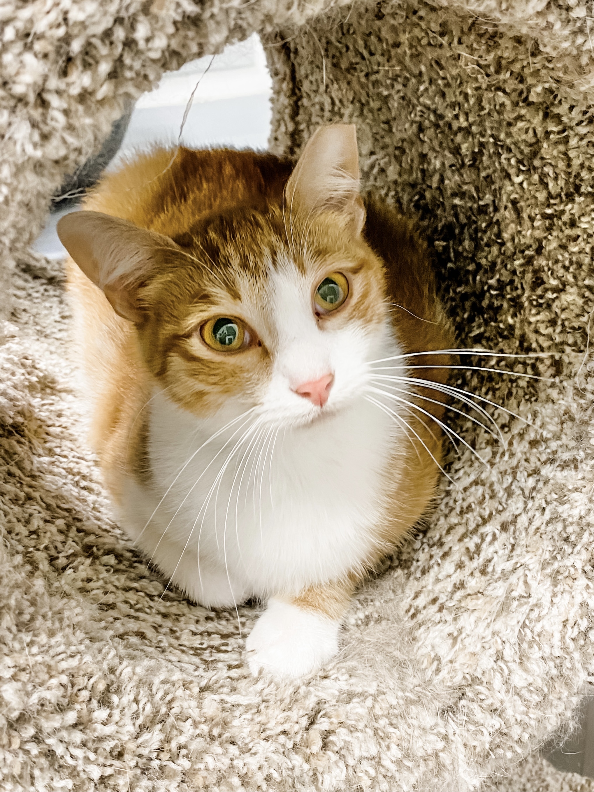 Fancy, an adoptable Domestic Medium Hair in Anoka, MN, 55303 | Photo Image 3