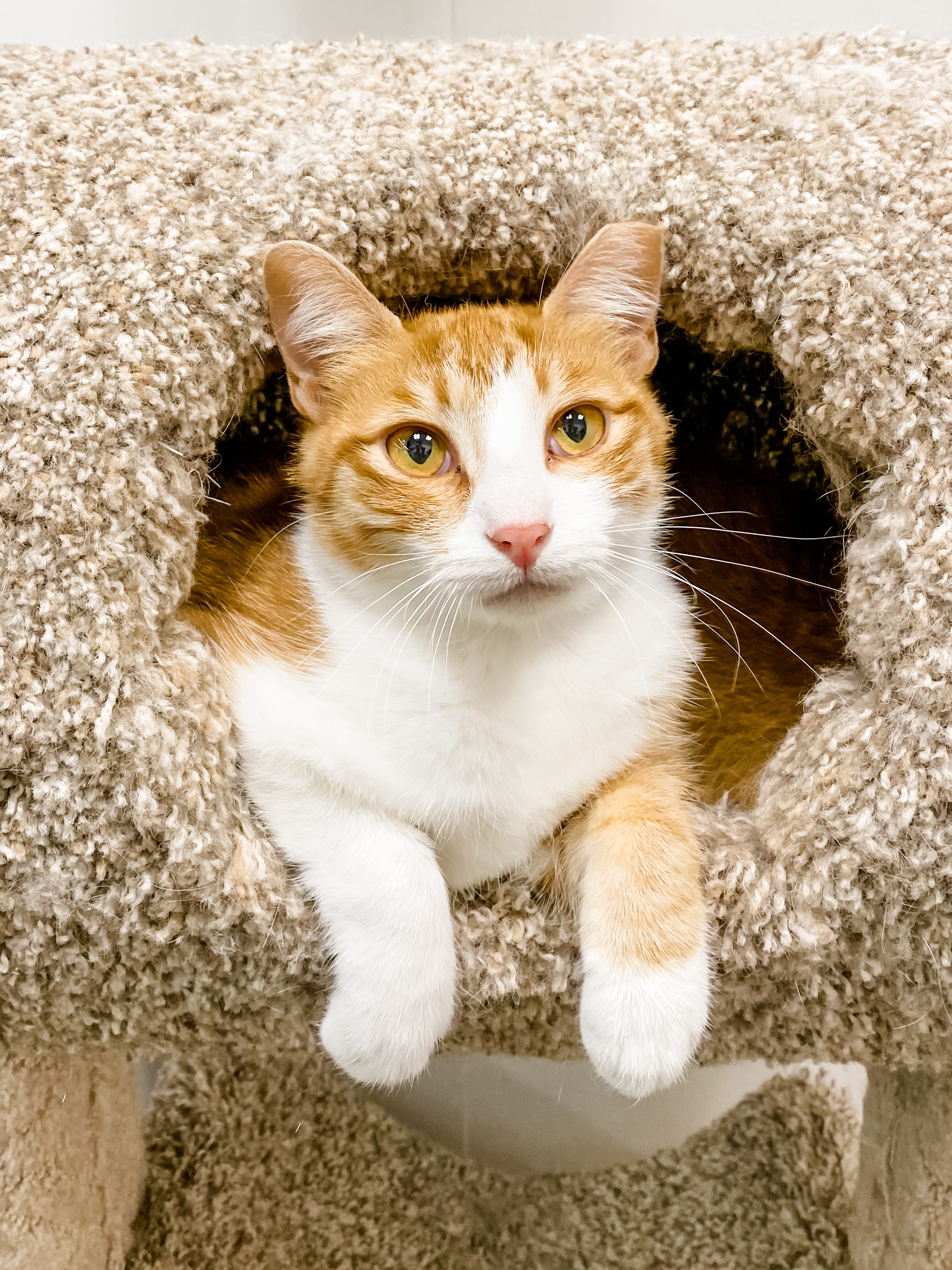 Fancy, an adoptable Domestic Medium Hair in Anoka, MN, 55303 | Photo Image 1