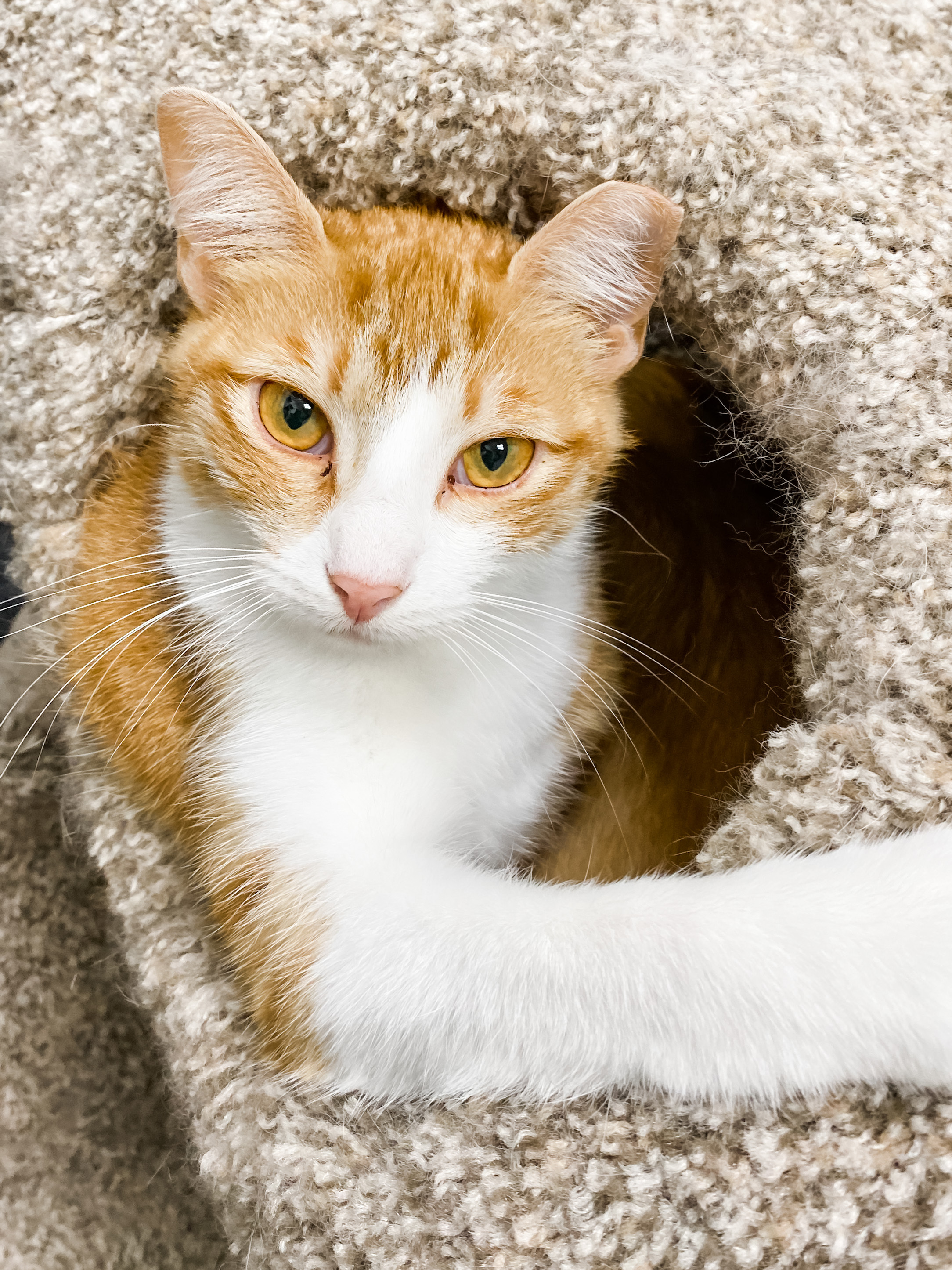 Fancy, an adoptable Domestic Medium Hair in Anoka, MN, 55303 | Photo Image 5
