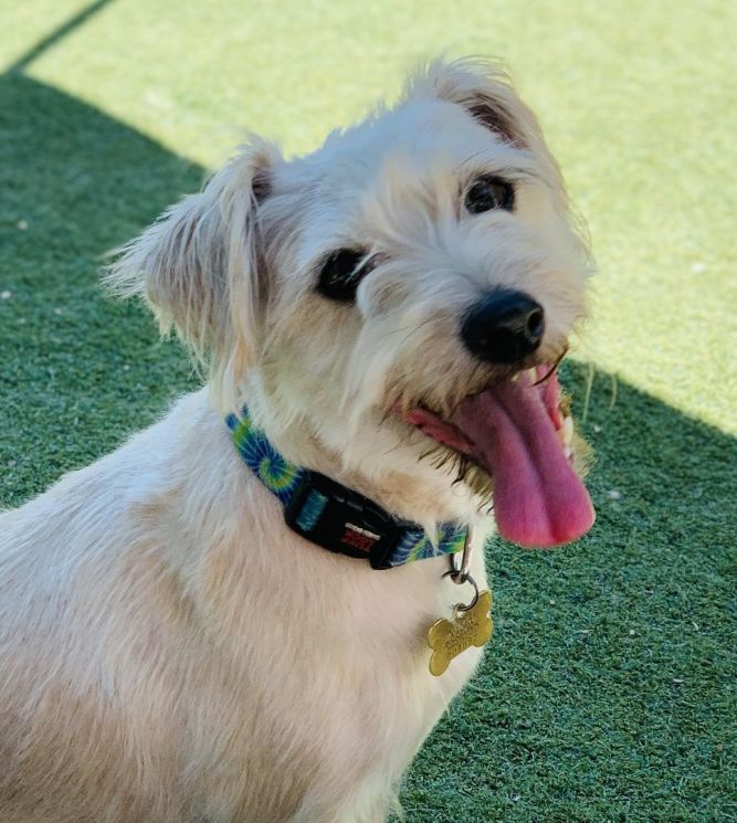 Dog for adoption - EVA, a Border Terrier & Jack Russell Terrier Mix in Pico  Rivera, CA