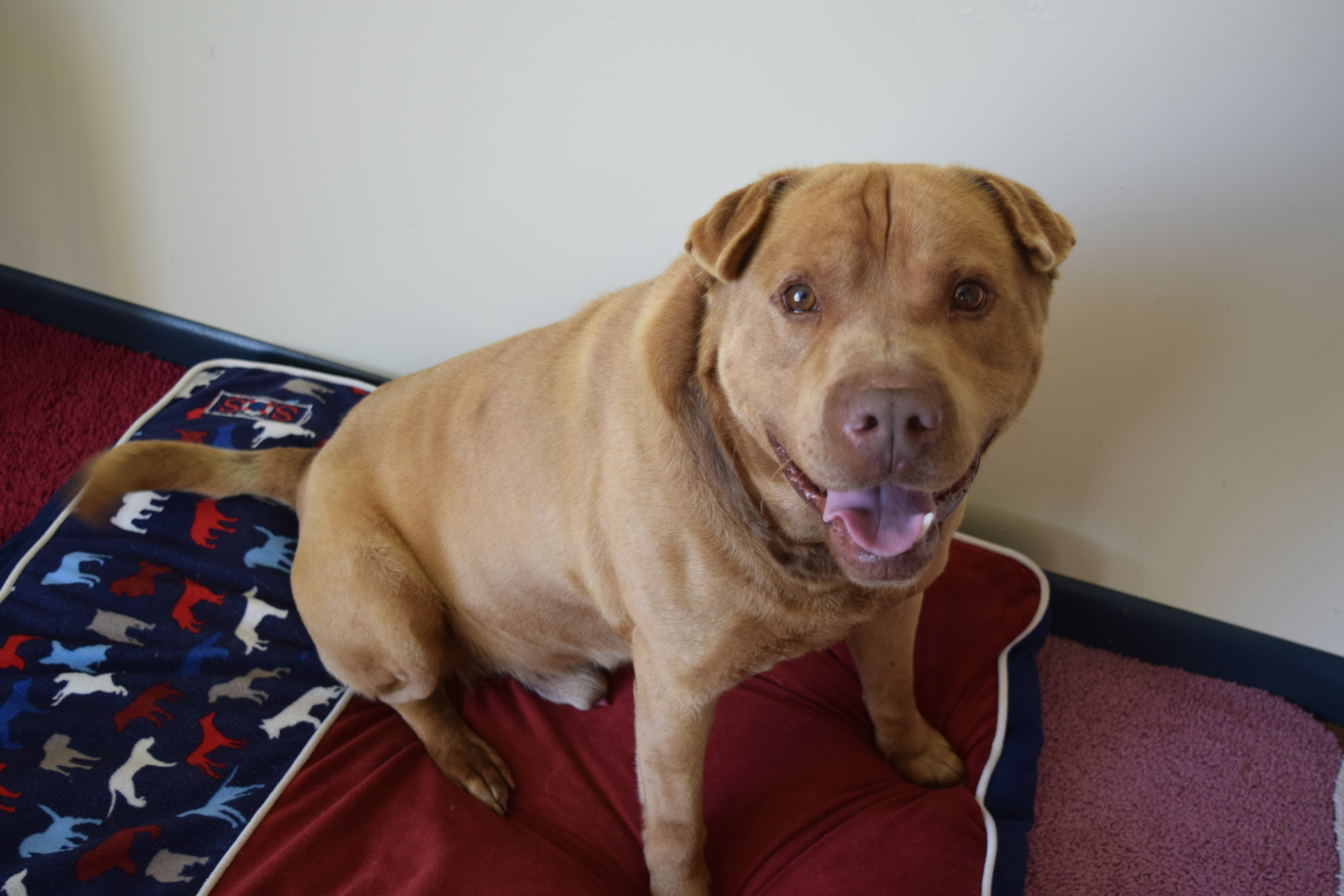 Malcolm, an adoptable Mastiff, Shar-Pei in Rosalia, KS, 67132 | Photo Image 2