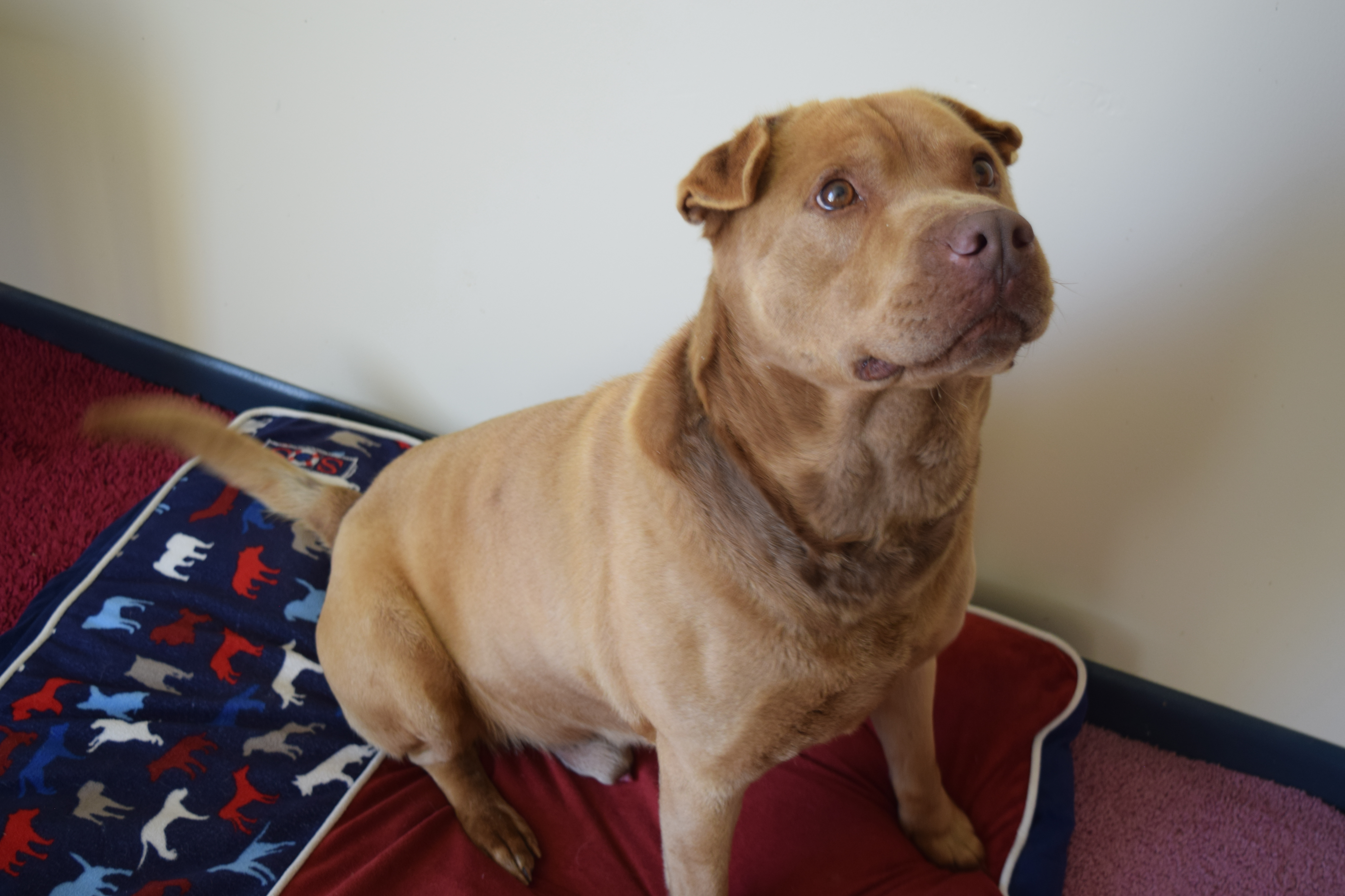 Malcolm, an adoptable Mastiff, Shar-Pei in Rosalia, KS, 67132 | Photo Image 3
