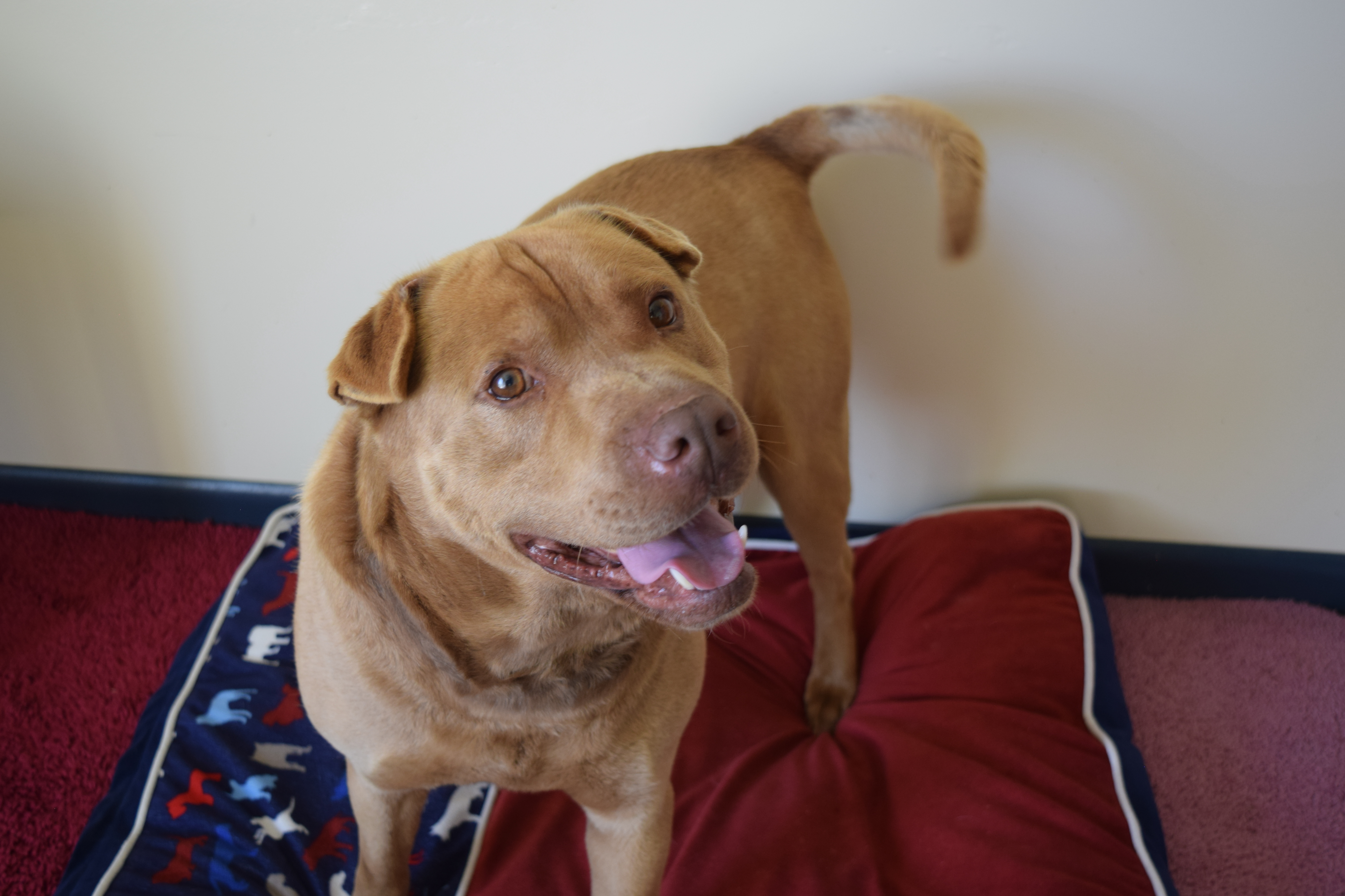 Malcolm, an adoptable Mastiff, Shar-Pei in Rosalia, KS, 67132 | Photo Image 1