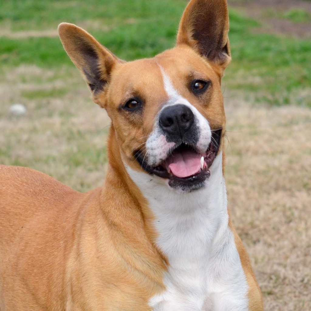 Star, an adoptable Boxer, Jack Russell Terrier in Quinlan, TX, 75474 | Photo Image 1