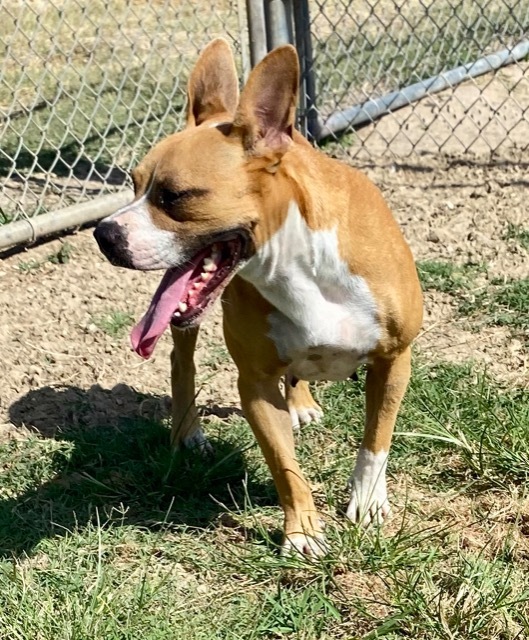 Star, an adoptable Boxer, Jack Russell Terrier in Quinlan, TX, 75474 | Photo Image 2