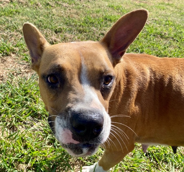 Star, an adoptable Boxer, Jack Russell Terrier in Quinlan, TX, 75474 | Photo Image 3