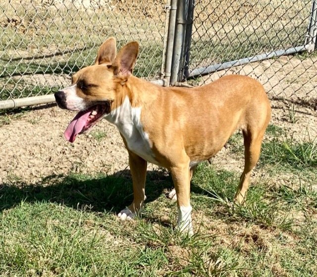 Star, an adoptable Boxer, Jack Russell Terrier in Quinlan, TX, 75474 | Photo Image 4