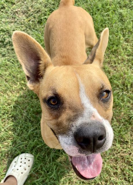 Star, an adoptable Boxer, Jack Russell Terrier in Quinlan, TX, 75474 | Photo Image 5