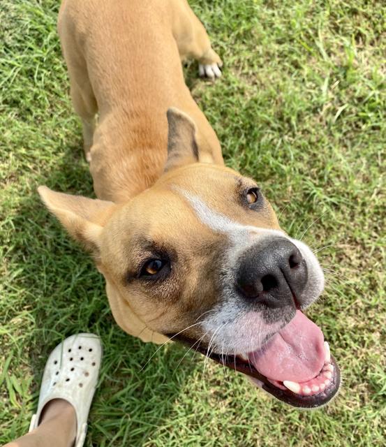 Star, an adoptable Boxer, Jack Russell Terrier in Quinlan, TX, 75474 | Photo Image 6